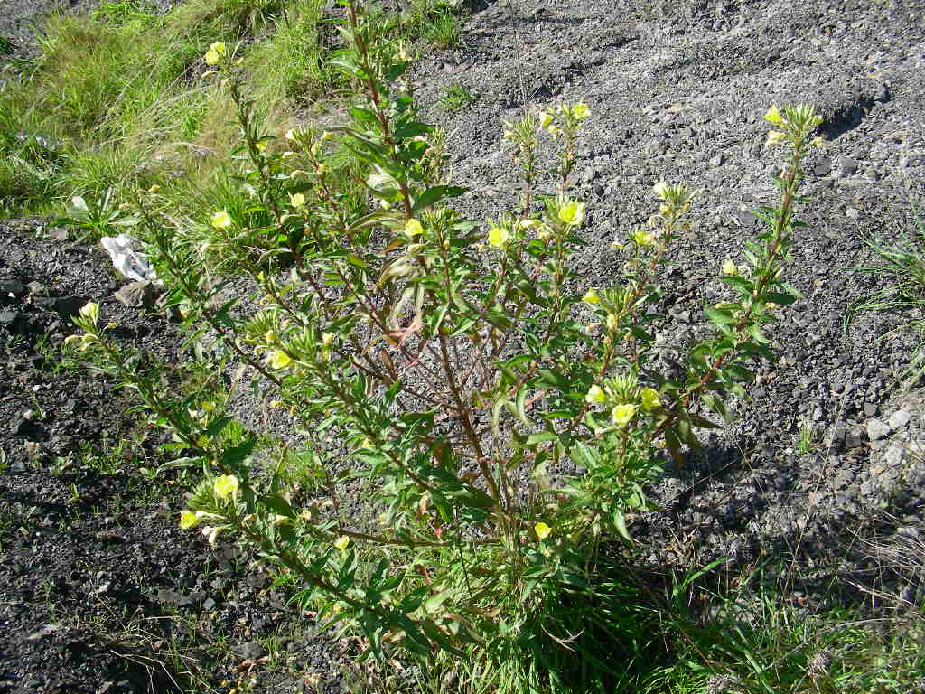 Rapunzia del Sesia Oenothera cfr. biennis