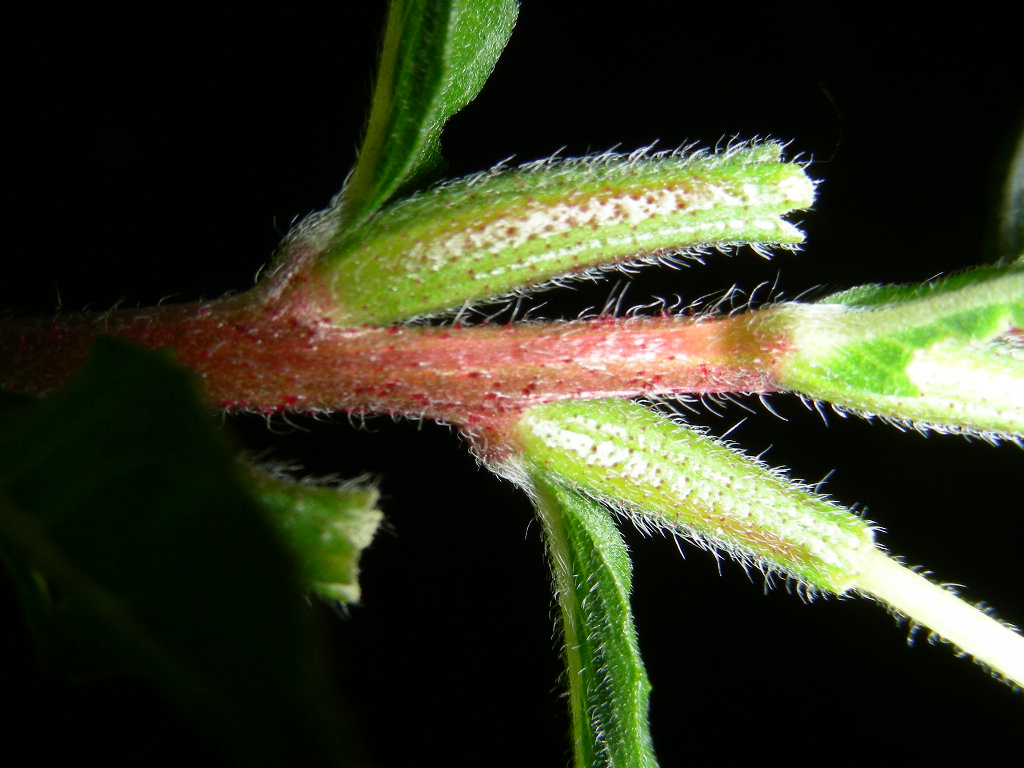 Rapunzia del Sesia Oenothera cfr. biennis