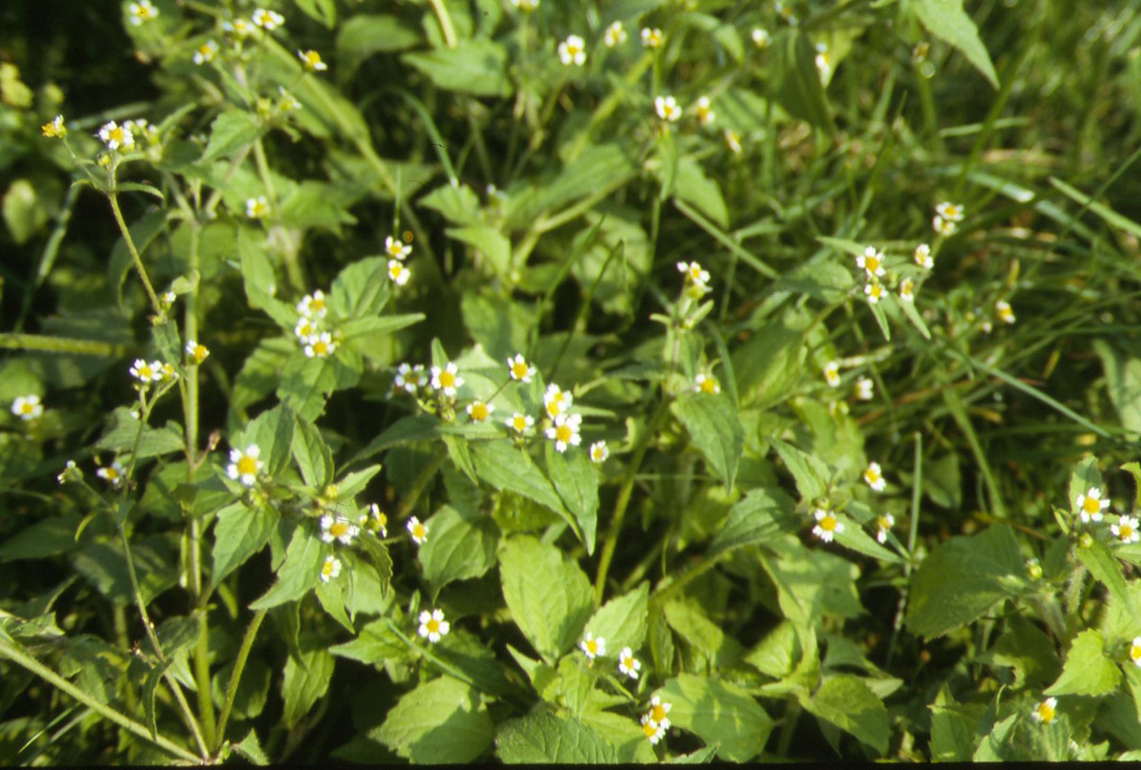 Galinsoga parviflora / Galinsoga comune