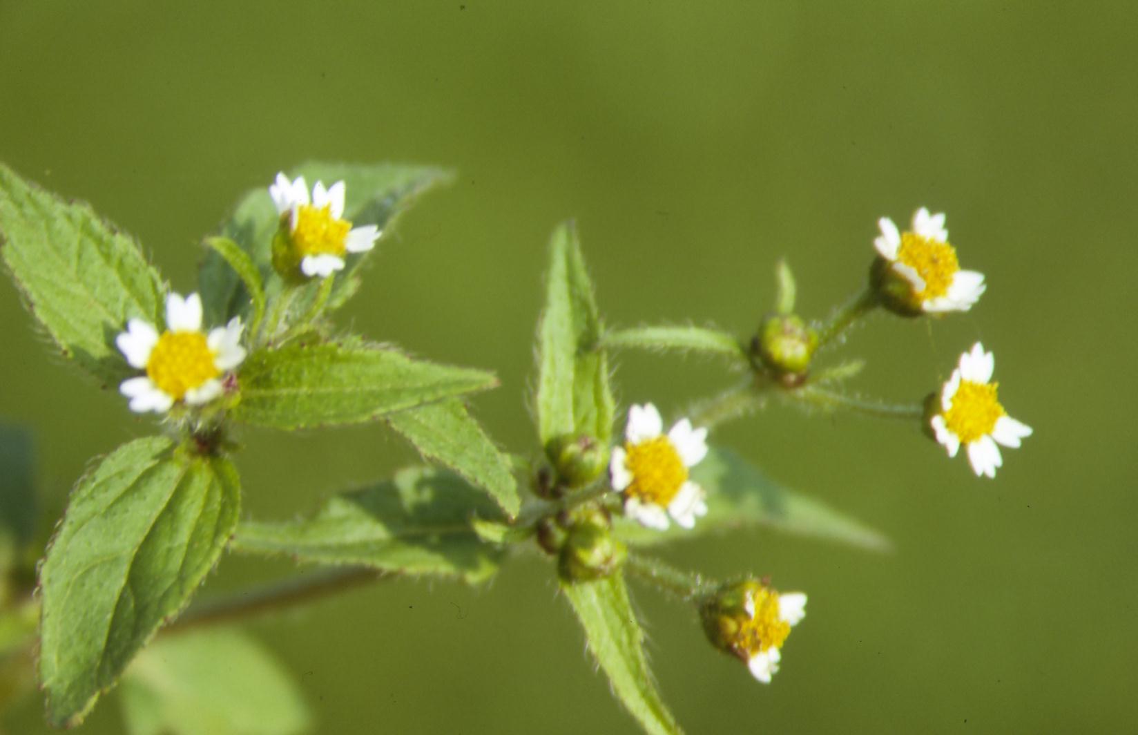 Galinsoga parviflora / Galinsoga comune