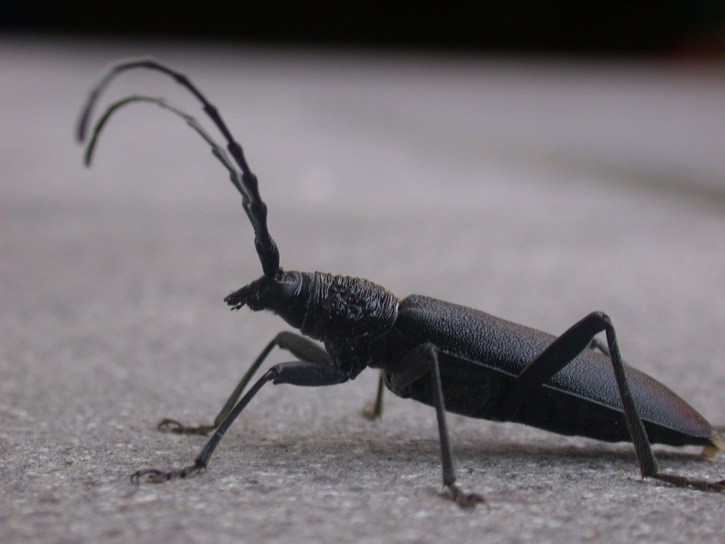 Femmina di Cerambyx cerdo , Natura Mediterraneo | Forum Naturalistico