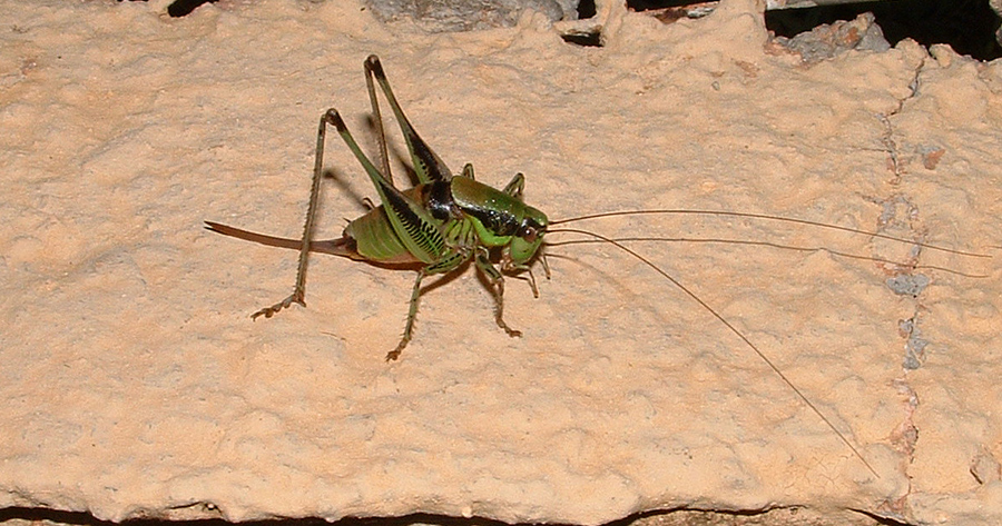 Di che ortottero si tratta? - Eupholidoptera sp.