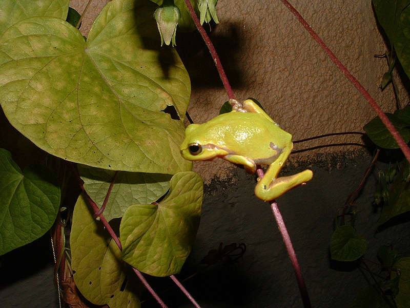 Altra Hyla in posizione plastica ... - Hyla arborea (Corf)
