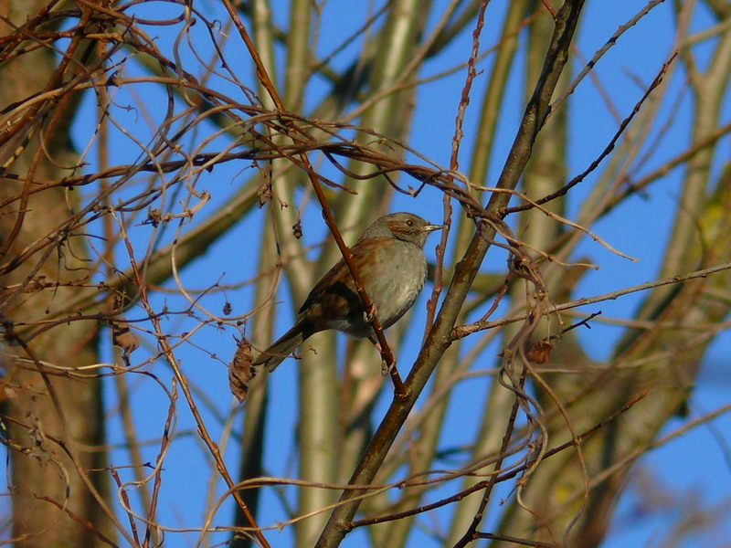 Passera scopaiola