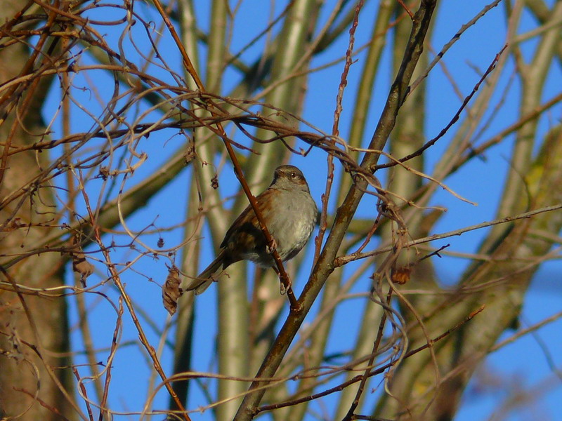 Passera scopaiola