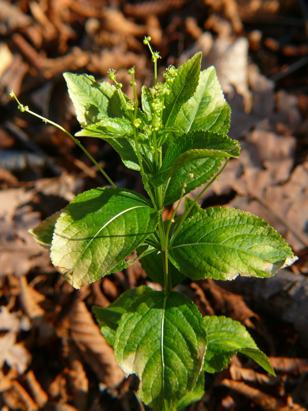 Mercurialis ovata