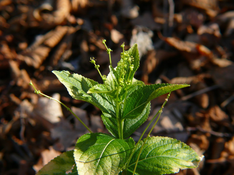 Mercurialis ovata