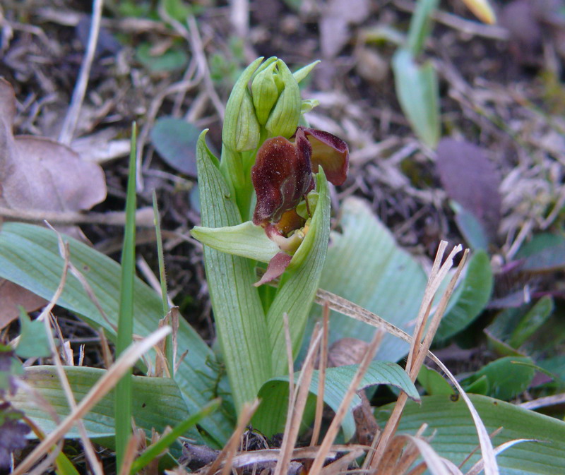 Ophrys sphegodes