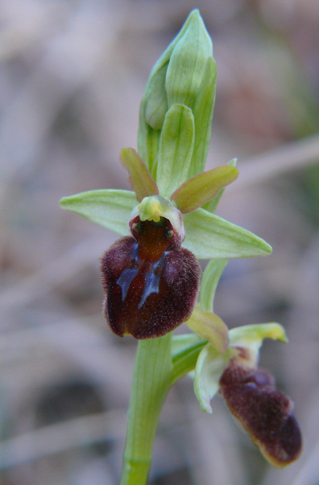 Ophrys sphegodes