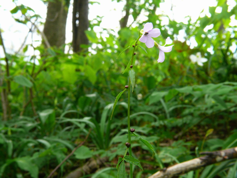 Cardamine bulbifera / Dentaria minore