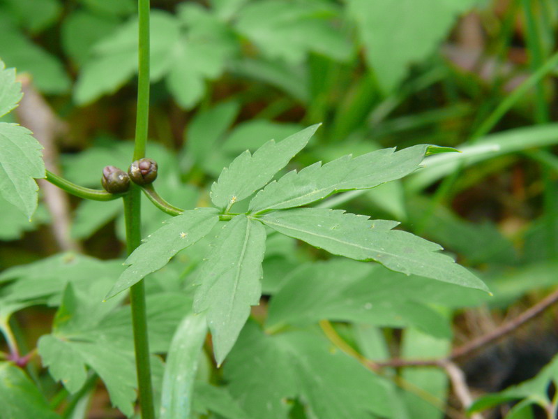 Cardamine bulbifera / Dentaria minore