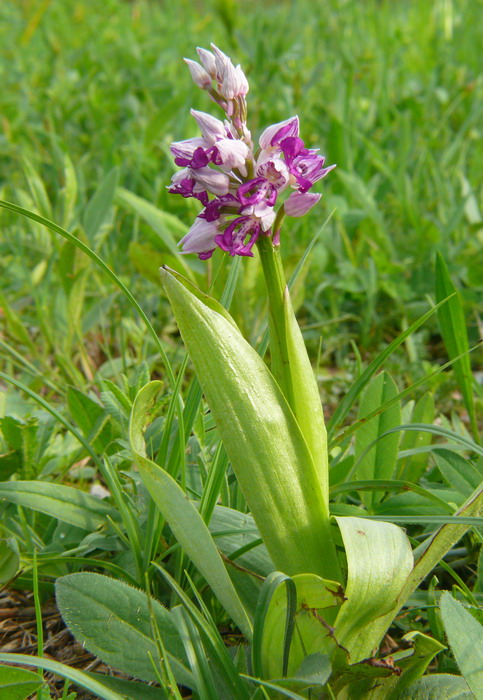 Orchis militaris