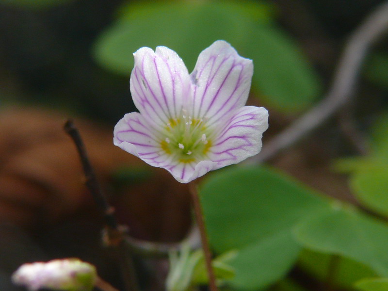 Oxalis acetosella / Acetosella dei boschi