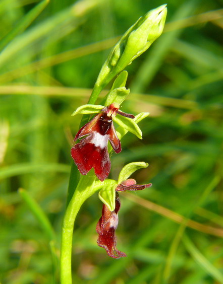 Ophrys insectifera...finalmente