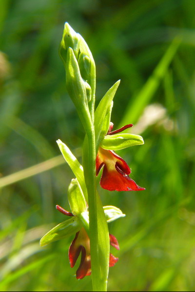 Ophrys insectifera...finalmente