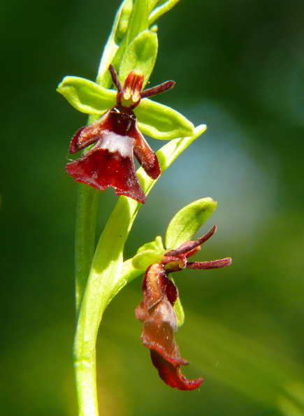 Ophrys insectifera...finalmente