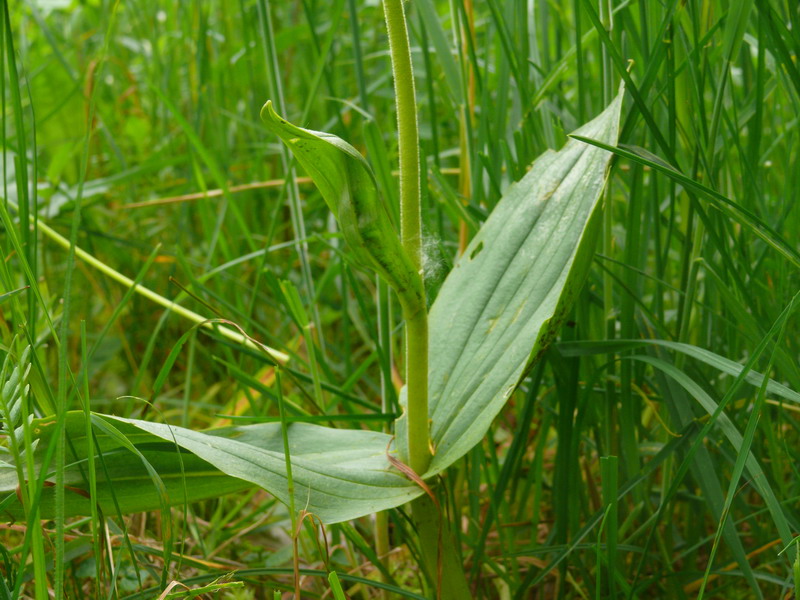 Neottia ovata strana