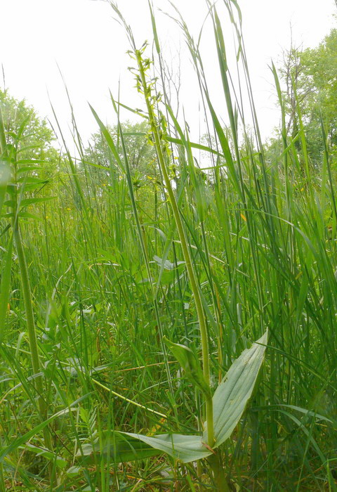 Neottia ovata strana