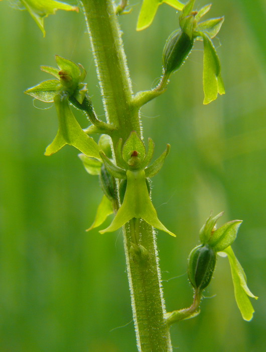 Neottia ovata strana