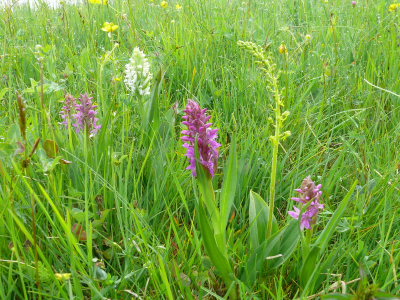 Dactylorhiza, Gymnadenia, Listera ....