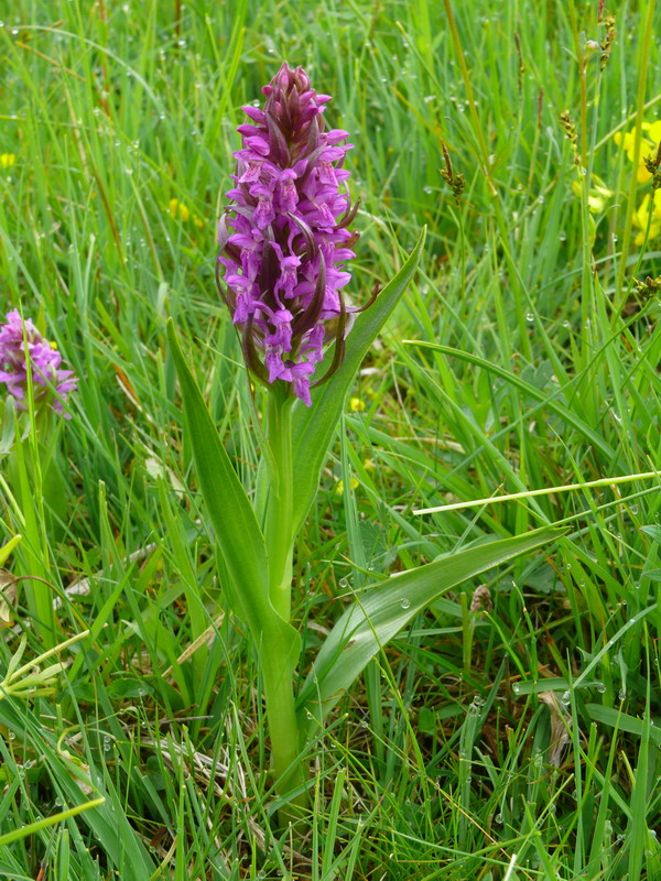 Dactylorhiza, Gymnadenia, Listera ....