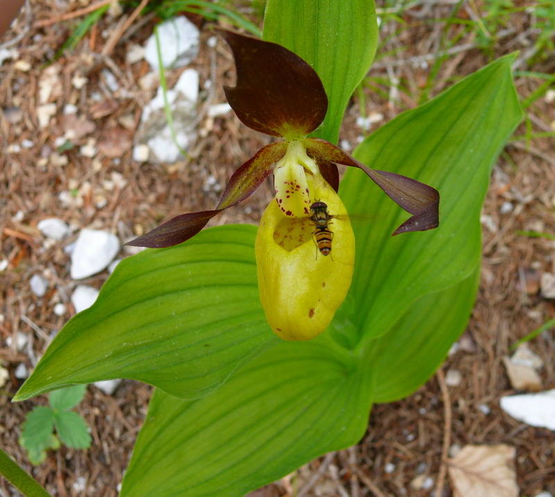 Cypripedium calceolus nuova stagione