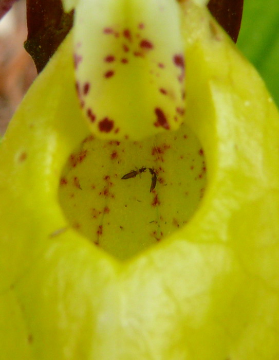 Cypripedium calceolus nuova stagione