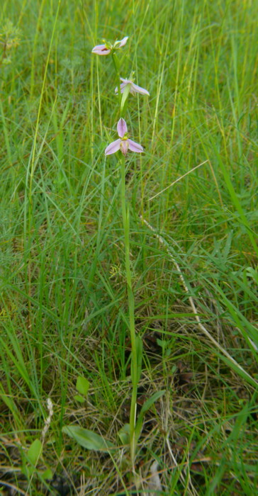 Ophrys apifera var. tilaventina