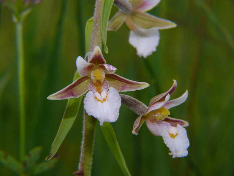 Epipactis palustris