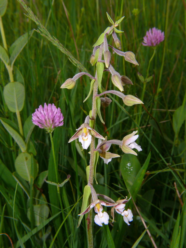 Epipactis palustris