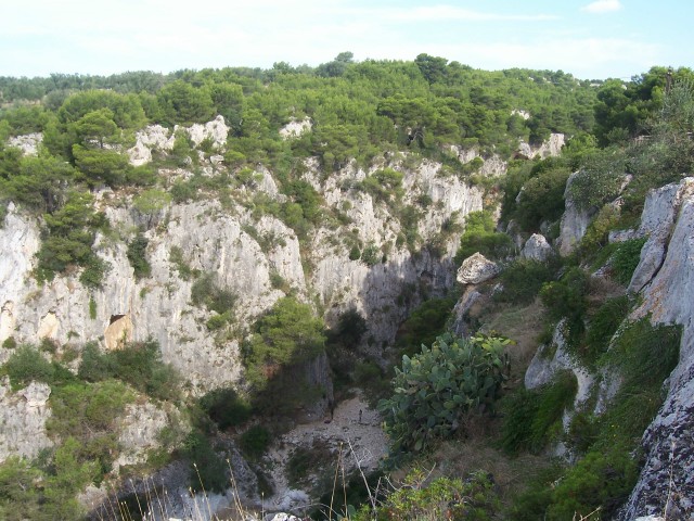 Pinus halepensis / Pino d''Aleppo