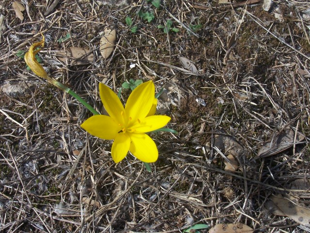 Sternbergia lutea / Zafferanastro giallo