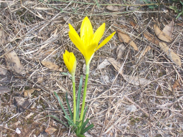 Sternbergia lutea / Zafferanastro giallo