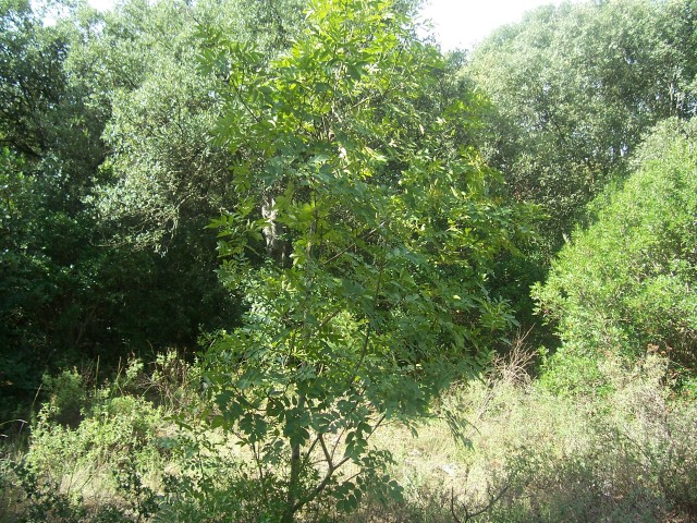 Fraxinus ornus / Orniello