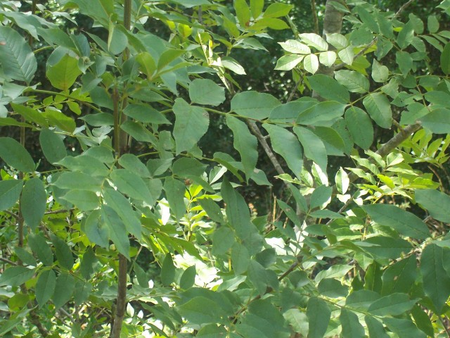 Fraxinus ornus / Orniello