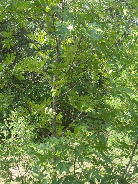 Fraxinus ornus / Orniello