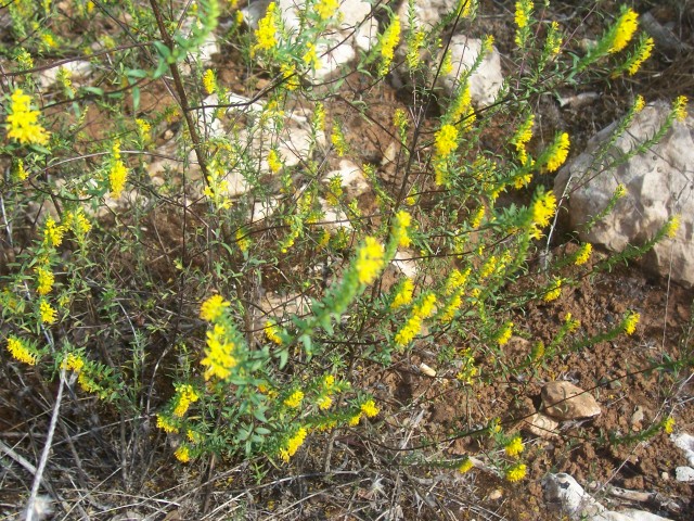 Odontites lutea / Perlina gialla