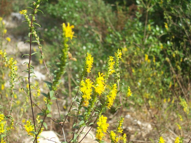 Odontites lutea / Perlina gialla