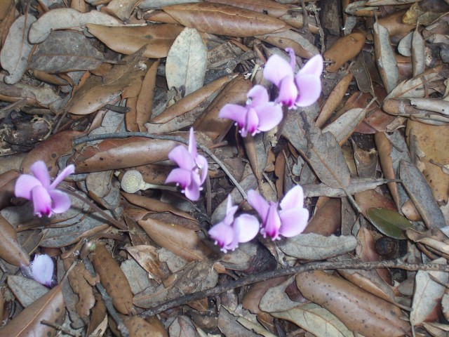 Cyclamen hederifolium / Ciclamino dalle foglie di Edera