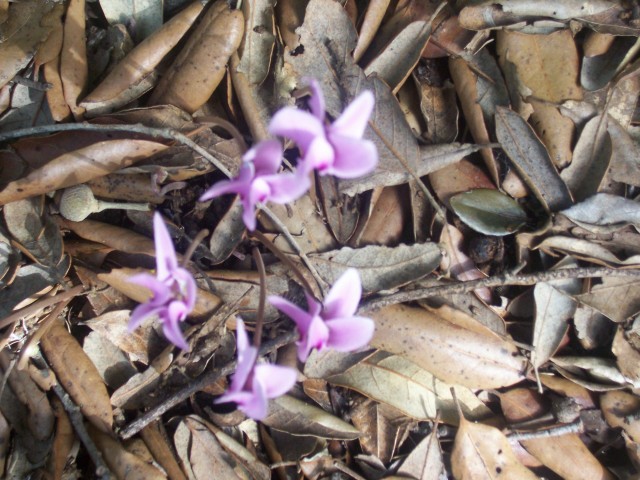 Cyclamen hederifolium / Ciclamino dalle foglie di Edera