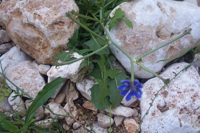 Cichorium intybus / Cicoria comune