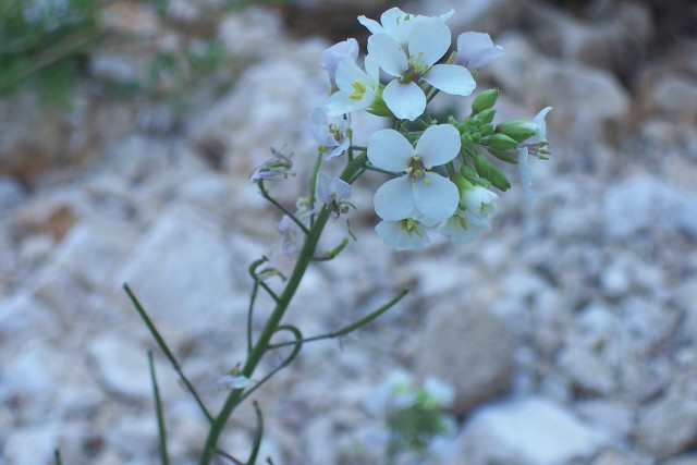 Diplotaxis erucoides / Ruchetta violacea