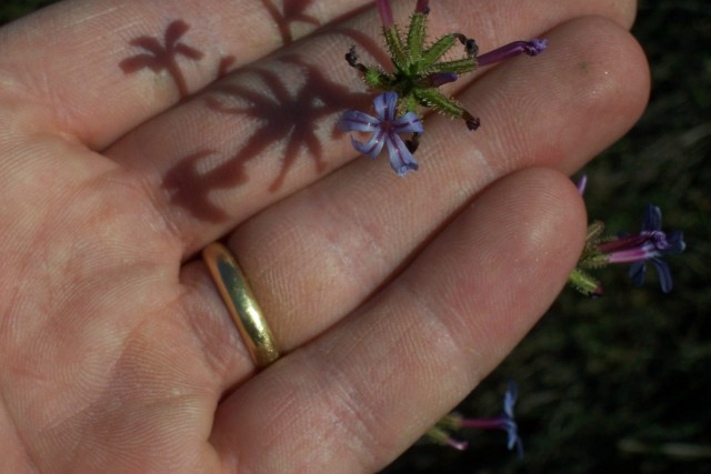 Plumbago europaea / Caprinella
