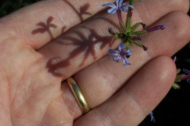 Plumbago europaea / Caprinella