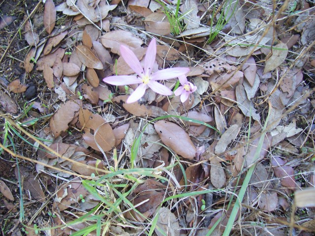 Colchicum cupanii / Colchico di Cupani