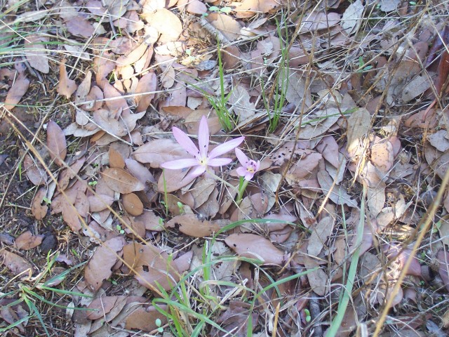 Colchicum cupanii / Colchico di Cupani