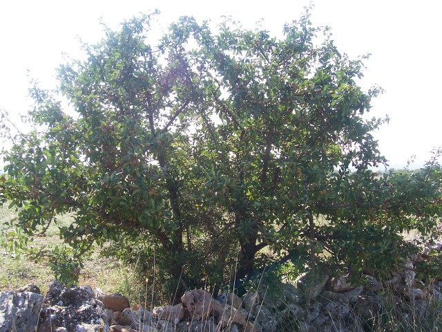 Pyrus amygdaliformis / Pero mandorlino