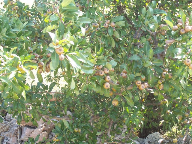 Pyrus amygdaliformis / Pero mandorlino