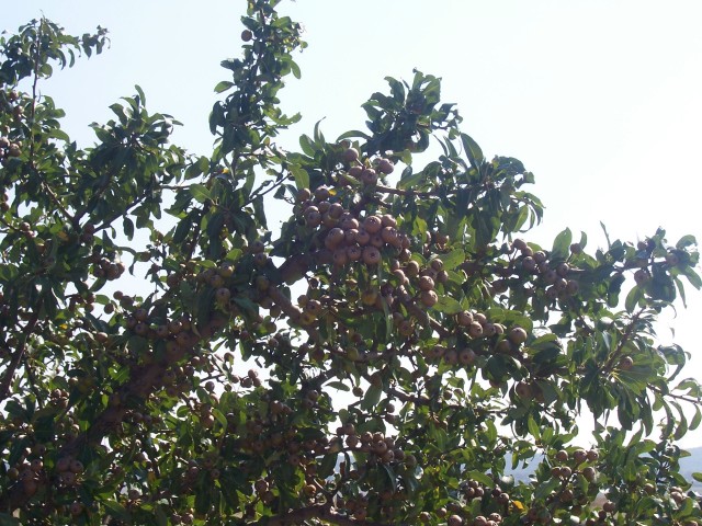 Pyrus amygdaliformis / Pero mandorlino