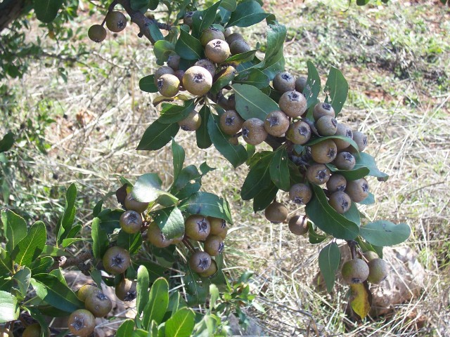 Pyrus amygdaliformis / Pero mandorlino